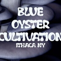 BlueOysterCultivator(@bocultivation) 's Twitter Profile Photo