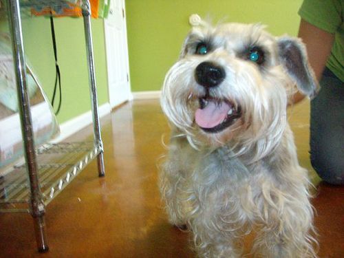 The_Real_Pengel's profile picture. Ginobili is better than Melo