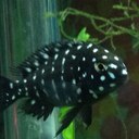 Rex Morrison - @Iskaof4Rex - Twitter