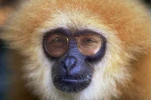 WildlifeProtect's profile picture. Wildlife Protection Network educates the public about animal intelligence and the scientific, humane treatment of wildlife. 
http://t.co/0aEz51UE5R