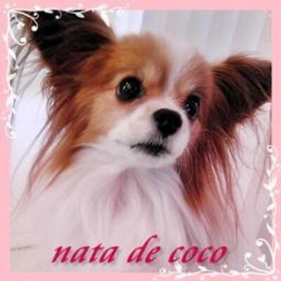 Nata de cocoのプロフィール写真