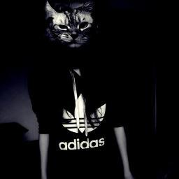 kkk33317's profile picture. Милый Кот;3