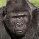 be_my_gorilla