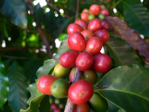 World Coffee Project™ Using the medium of coffee to connect communities and change lives™