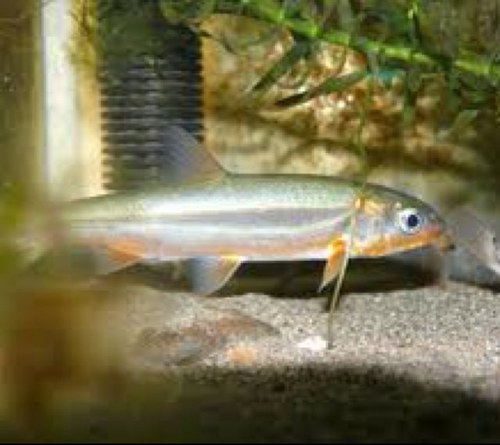 ウグイリンガル Uguiringal Twitter