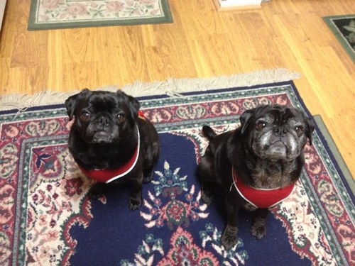 Mollie and Gizzie saying Hi. we are 9 1-2 years young. we are all about The Pug Life