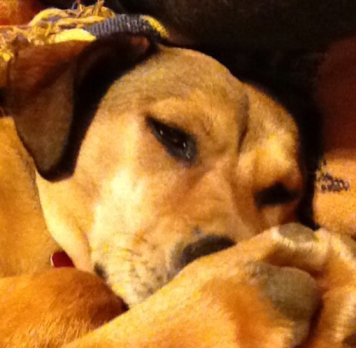 swimmaccarrie's profile picture. 