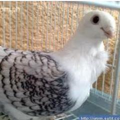 The only pigeon to be a SoRare manager, loving the journey. In it for the long haul! Join SoRare: https://t.co/Q1rcq8qLgH