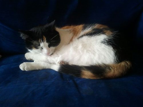 DS4_Pijnacker's profile picture. 