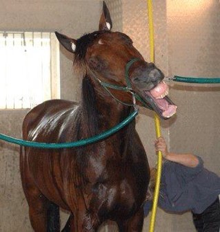 fuxia99's profile picture. Gillar trav men är kass på att tippa...