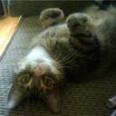 Carrie Duncan - @bluedotks - Twitter