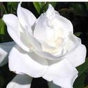 تحسين (@1978Iraq) Twitter