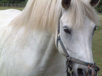 I work with horses, love horses and see them as wonderful creatures.  I work with Kids who also love horses and see their horses as wonderful creatures