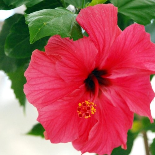 laulea0121's profile picture. 