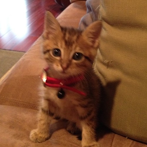 ChandlerSheehan's profile picture. 