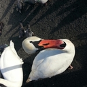 Dave longo - @davidlongo1234 - Twitter