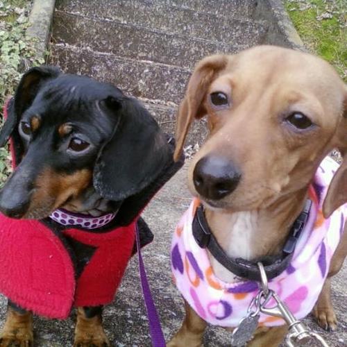Networking SAVES lives! I rt 4 rescue! Pls hlp Scarlett my parents doxie http://t.co/dyP2eEfTz3