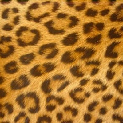 Profile Picture of Dana Little (@artsiefhartsie) on Twitter