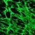 Matrix Mechanotransduction Lab (@smithlabbu) Twitter profile photo Matrix Mechanotransduction Lab (@smithlabbu) Twitter profile photo