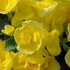 Heartland Growers is a full service wholesale Greenhouse located in Westfield, IN.