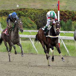 PRONOSTICADORE1's profile picture. Hipico desde el vientre de mi Madre
