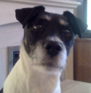 Parsons Jack Russell 🐶