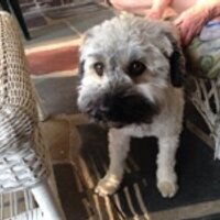 Peggy Turchiarolo (@peggyturch) 's Twitter Profile