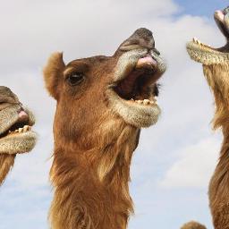 cameronreinig1's profile picture. I like pie