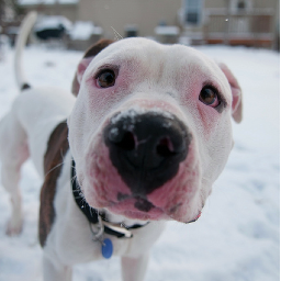 SchnipSchnap1's profile picture. Pizzaman