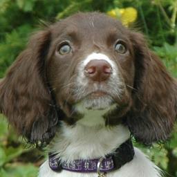 Retired Search Dog