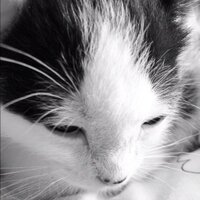 Amelia  (@mealzyluvsaldc) 's Twitter Profile