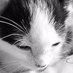 Amelia  (@mealzyluvsaldc) Twitter profile photo