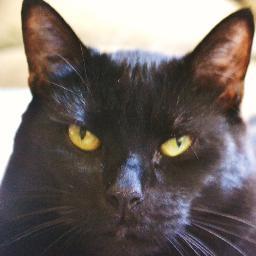I have spent most of my life just cat'in around! I have a huge three story house and some great woods out back to go hunting in. Big creek provides excitement!