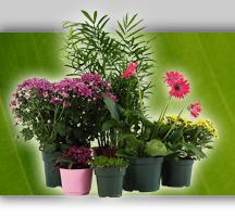 gardensuccess's profile picture. Organic  Gardening Magic