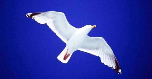 PoliticaNuova0's profile picture. 