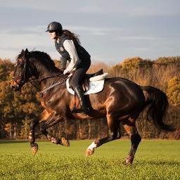 Small competition yard run by showjumper @JadePowerFlower. Currently bringing on 5yo BWP, Isidoor, aswell as providing training & horsecare services to clients