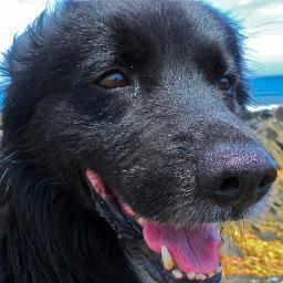 justahound's profile picture. 