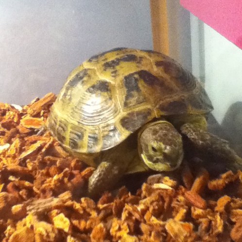 AdoptTortoise's profile picture. Give a tortoise a home : adopt a tortoise! Working to save tortoises in need. Tweet us a picture of your Tortoise and we will post it!