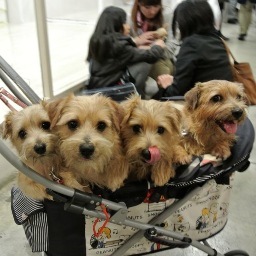 yamahoken's profile picture. ノーフォークテリアにメロメロです。
陸、愛、海、未来の4WAN家族。みんな元気過ぎ〜