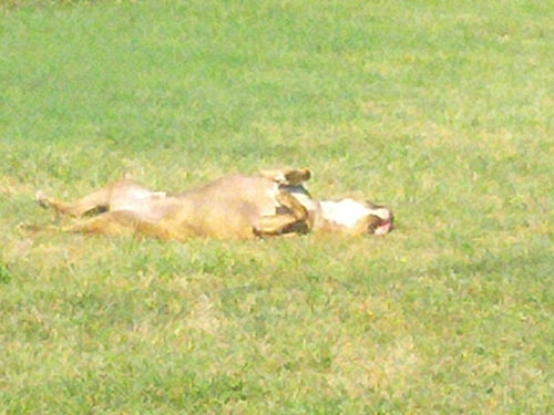 SteveBrunsman's profile picture. just moved from the nati to Colorado started a company called greenrush