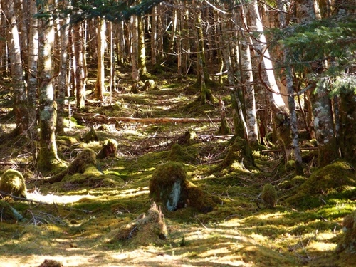 時々山