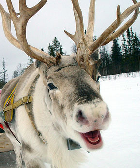 I am Vixen the Reindeer, one of Santa's.  I like long trots in the snow and hauling fat men.
