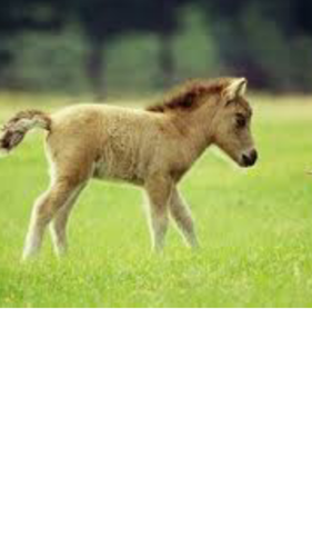 horse_mini's profile picture. minihorse Nell the mustang (: ALSO if anyone needs to get flamed.. come to me. also will s/o if I like you