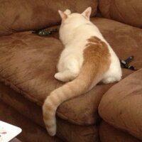 PHILLIP CHOW (@pchow51) 's Twitter Profile