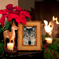 SilverWolf100 (@silverwolf100ae) 's Twitter Profile