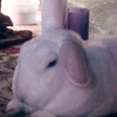 Spearmintstewar's profile picture. 