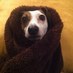 ursula (@ushearer) Twitter profile photo