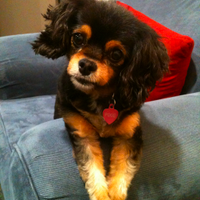 Pixie (@pixiepuplife) 's Twitter Profile Photo Pixie (@pixiepuplife) 's Twitter Profile Photo