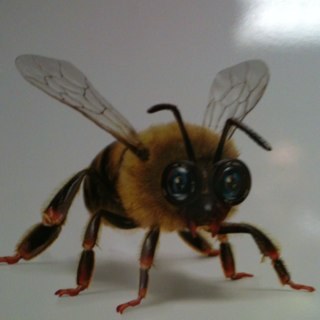 jonothebee's profile picture. Fresh local honey Honey made by my busy bees in Essex. 1lb jars for sale - visit my site for more info and orders :-)