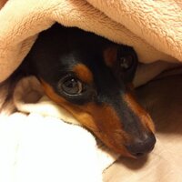 小季 (@sakibouw) 's Twitter Profile